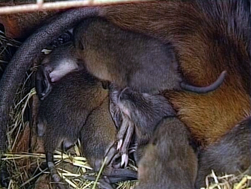 麝香鼠幼鼠