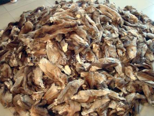 麝香鼠