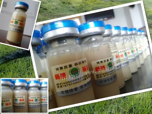麝香鼠
