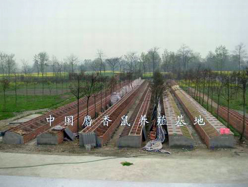 麝香鼠养殖基地